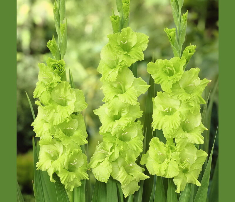 Green Gladiolus Flowers