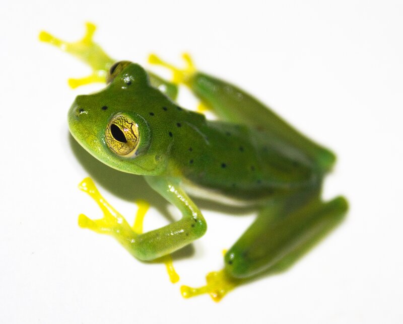Green Glass Frog — Calm