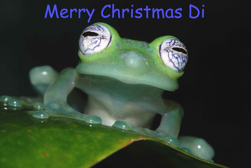 Green Glass Frog — Dramatic