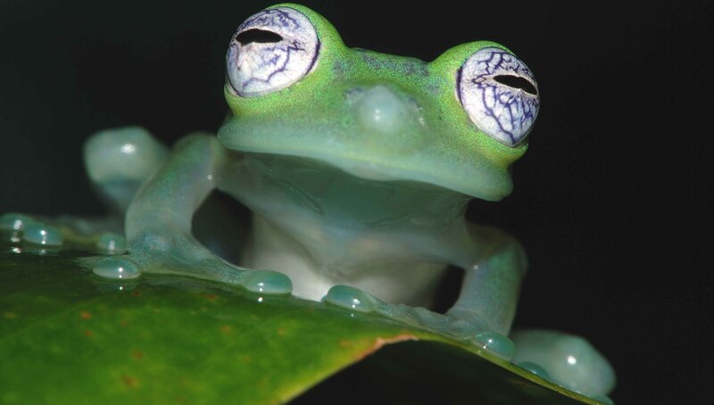 green glass frog on leaf