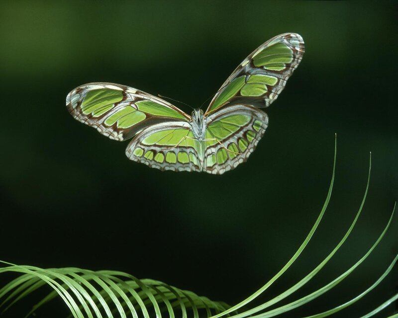 Green Glasswing Butterfly