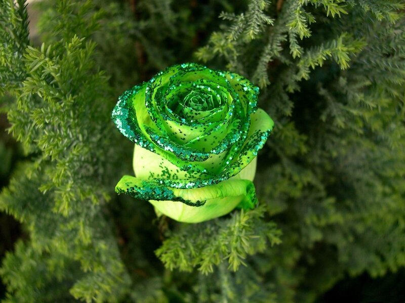 Green Glitter Rose — Calm, Photograph, Foliage