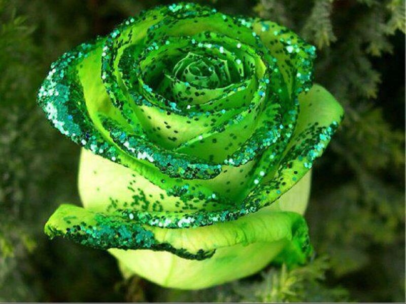 Green Glitter Rose — Calm, Photograph, Leaves