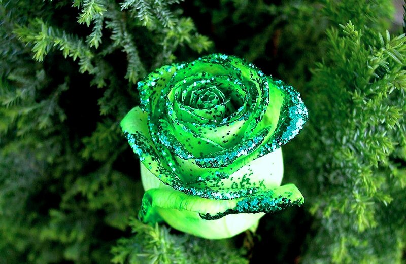 Green Glitter Rose — Calm, Photograph, Pine Needles