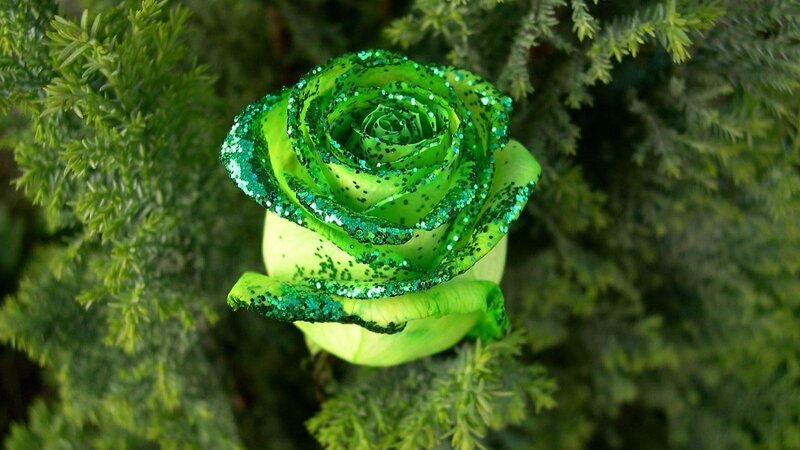 Green Glitter Rose — Calm, Photograph, Plant