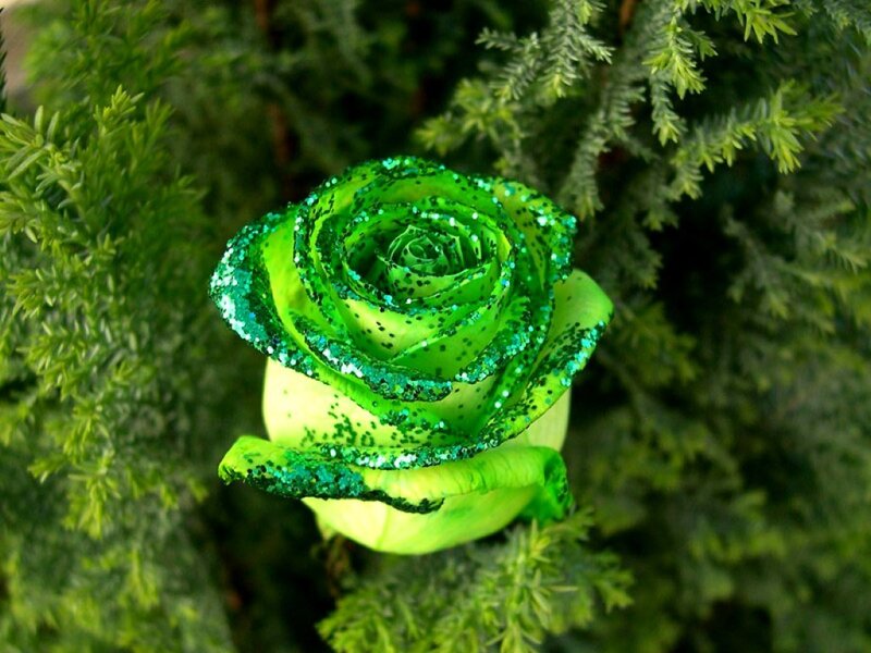 Green Glitter Rose — Calm
