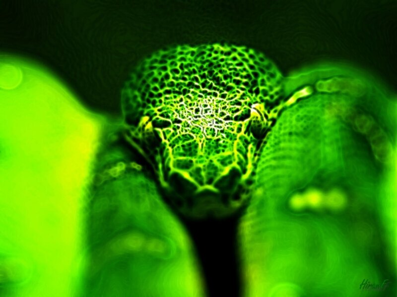 green glowing insect head