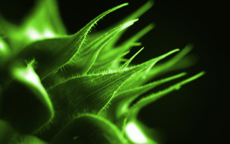 green glowing plant texture