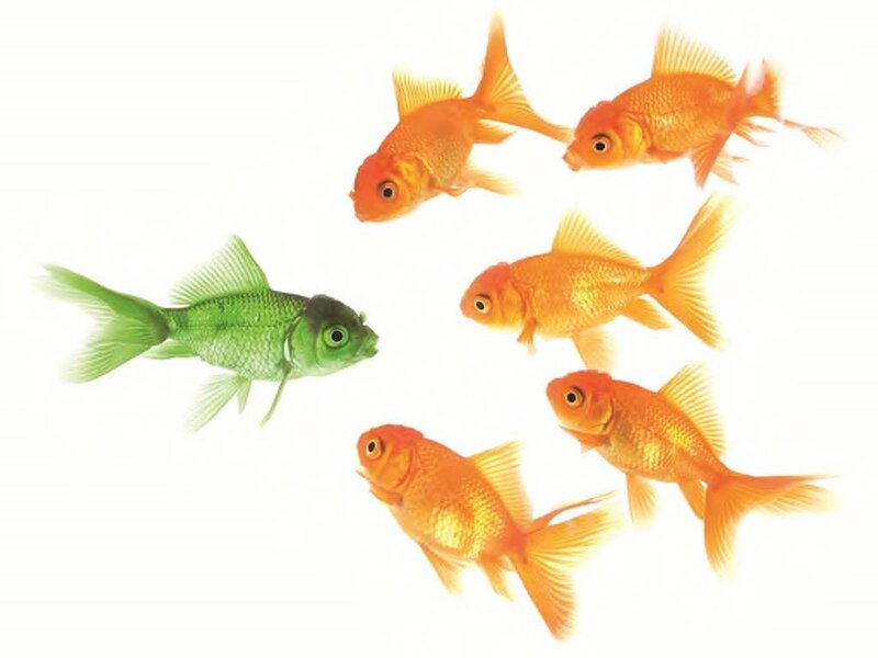 Green Goldfish Among Orange Ones