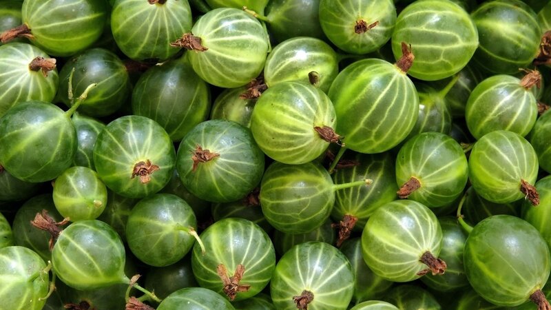 Green Gooseberries — Fresh
