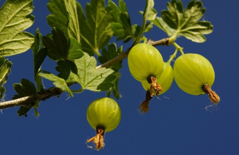 green gooseberries on a branch
