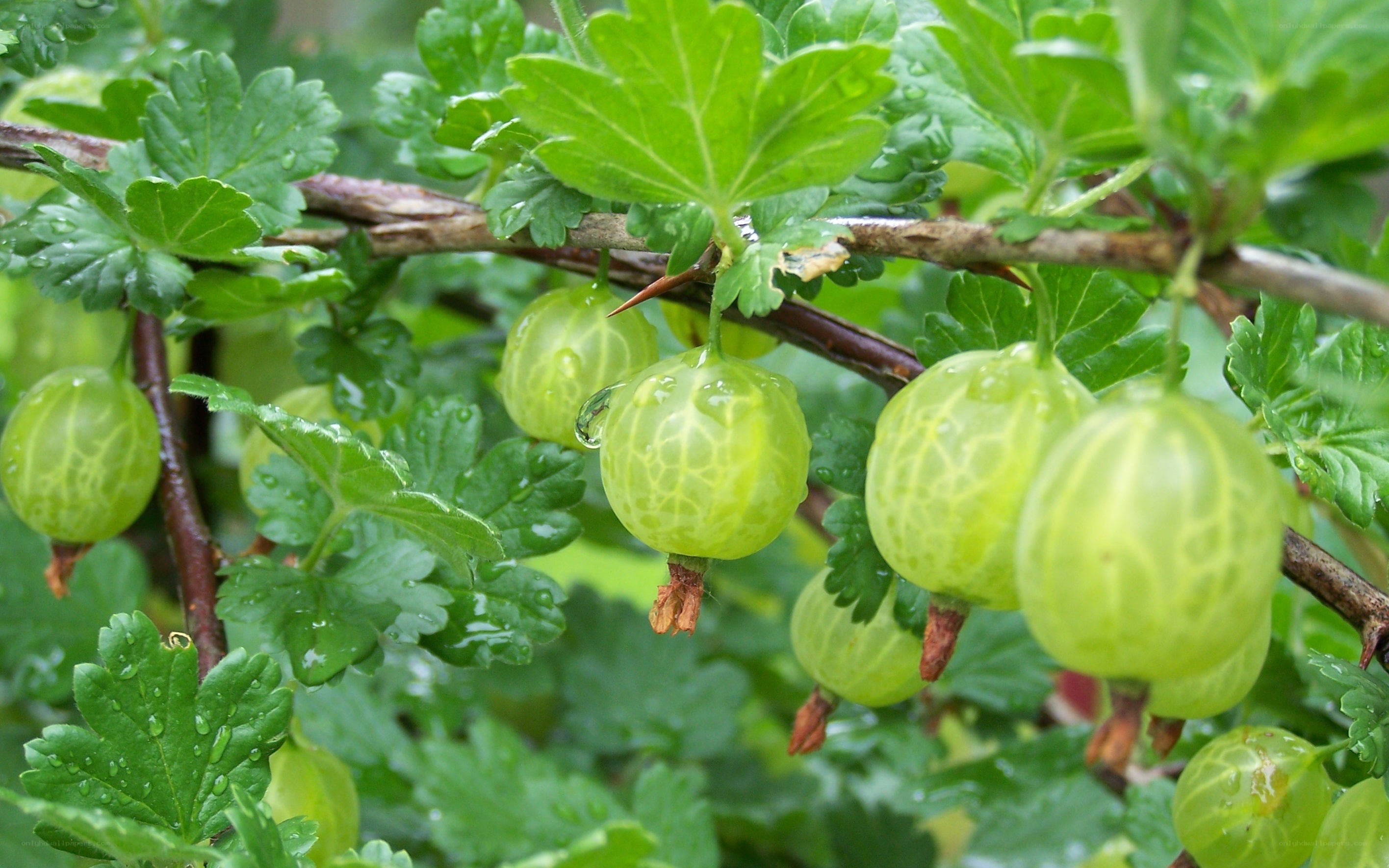 green gooseberries on a bush