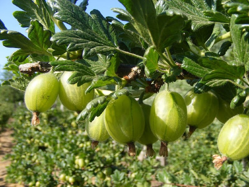 Green Gooseberries on Branch — Natural