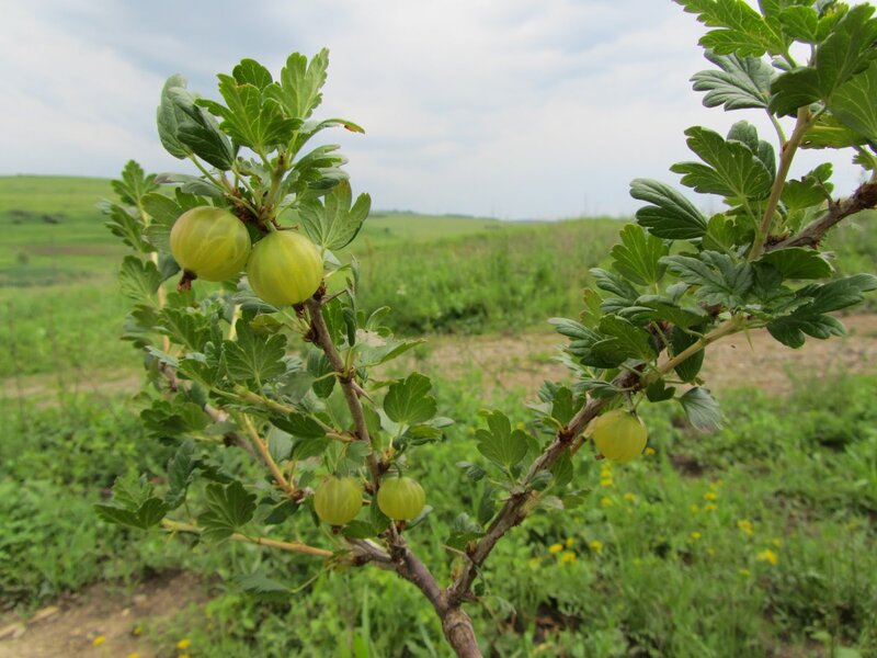Green Gooseberries on Branch