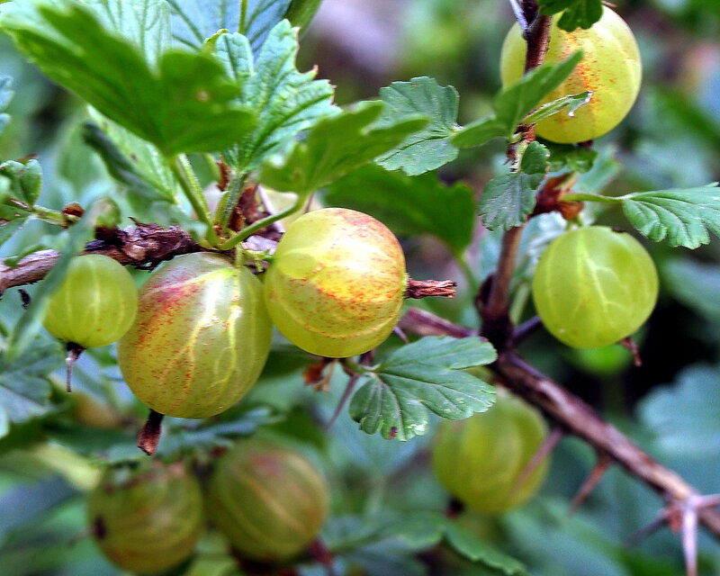 Green Gooseberries on Bush — Natural