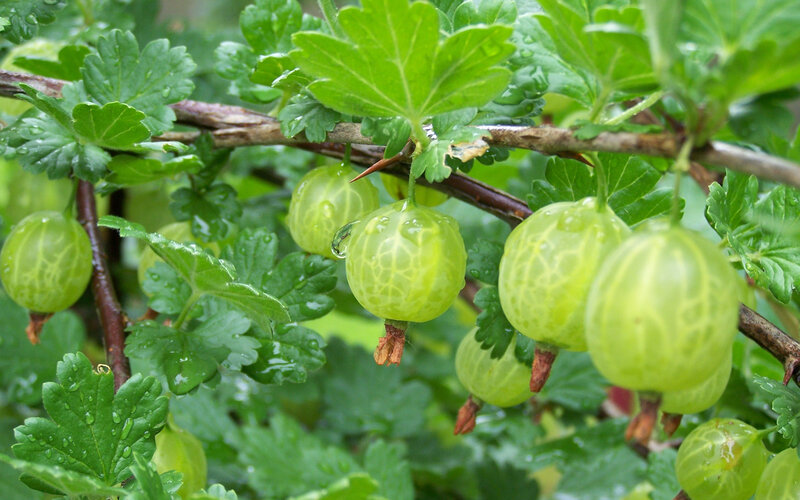 Green Gooseberries on Bush