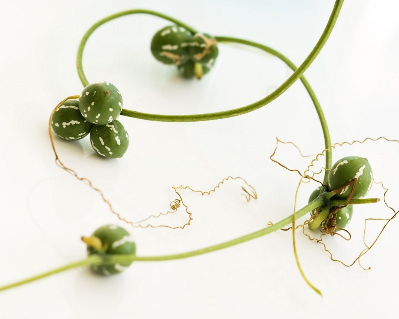 green gourds on a vine