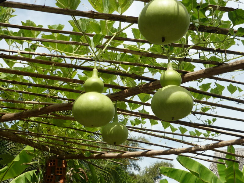 Green Gourds on Trellis