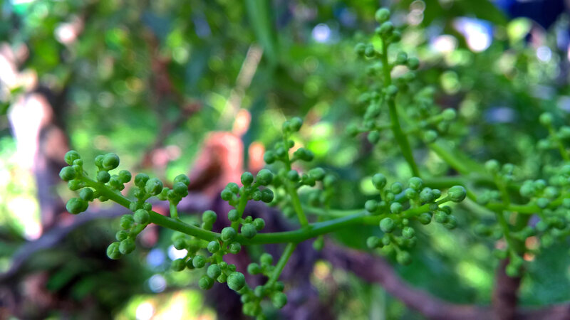 Green Grape Buds