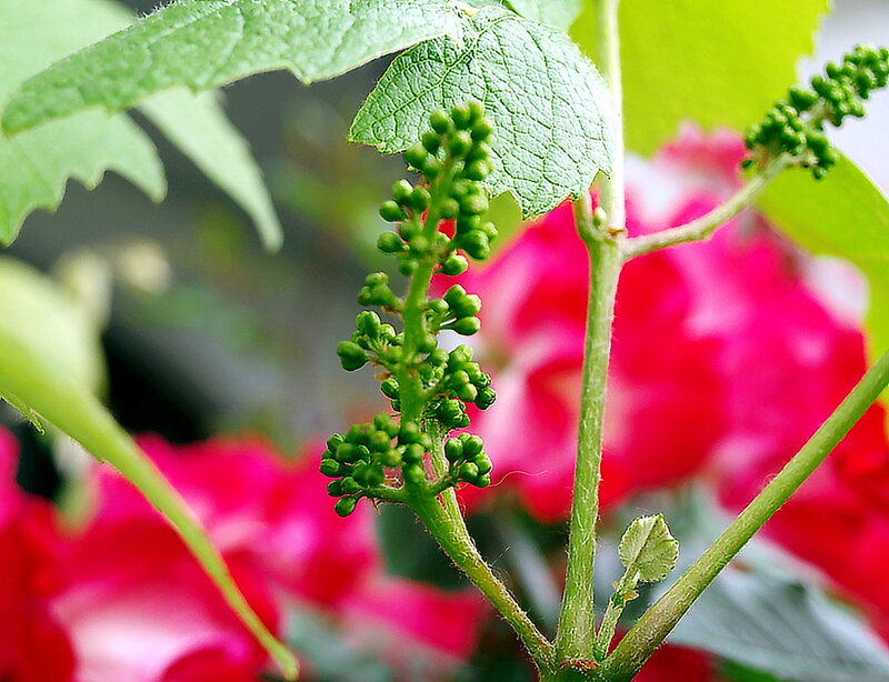 Green Grape Clusters