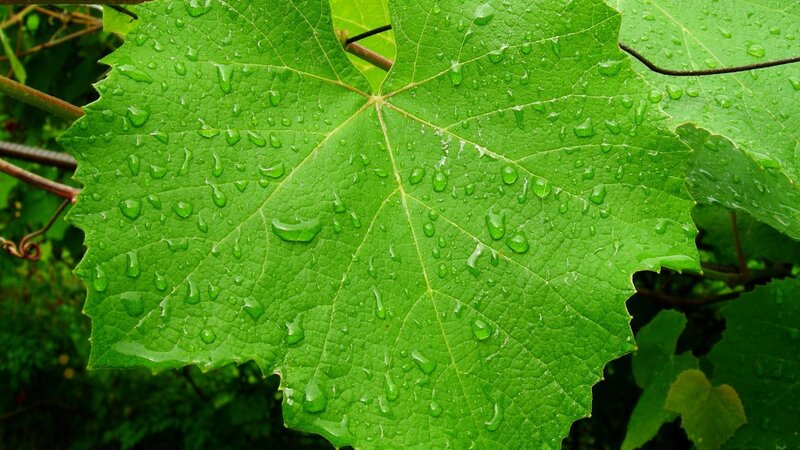 Green Grape Leaf — Calm