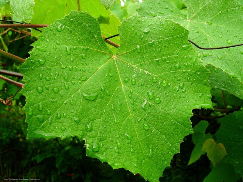 Green Grape Leaf — Fresh