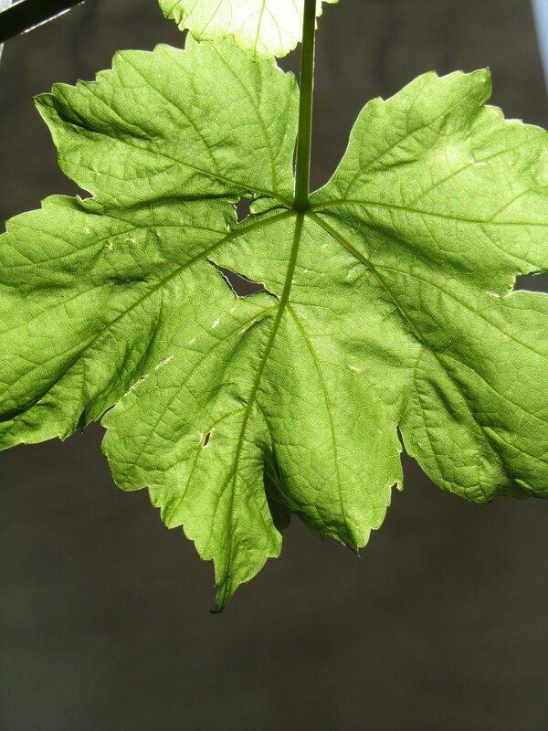 Green Grape Leaf — Natural, Afternoon, Photograph