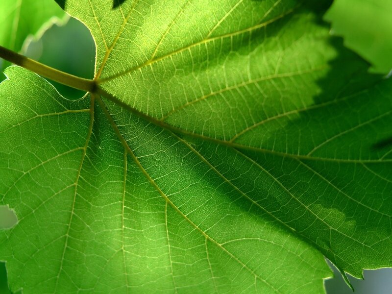Green Grape Leaf — Natural