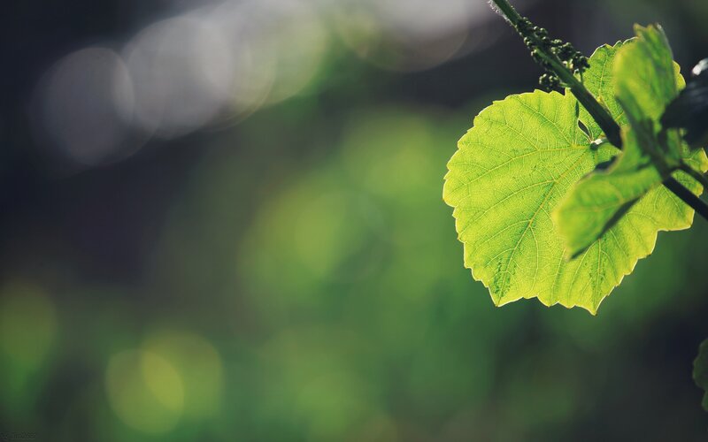 Green Grape Leaf — Serene