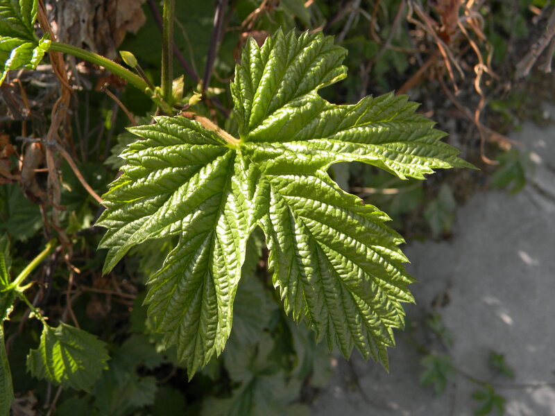 Green Grape Leaf