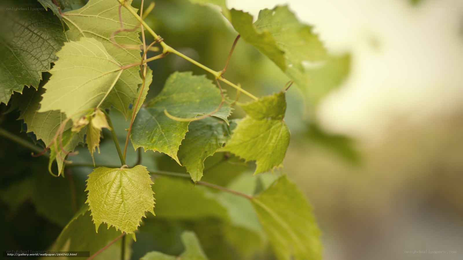 green grape leaves in sunlight