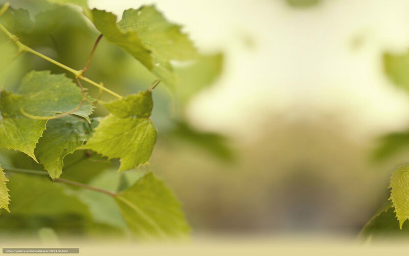 Green Grape Leaves — Serene