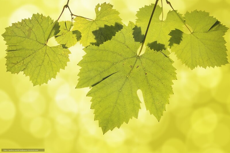 Green Grape Leaves — Yellow
