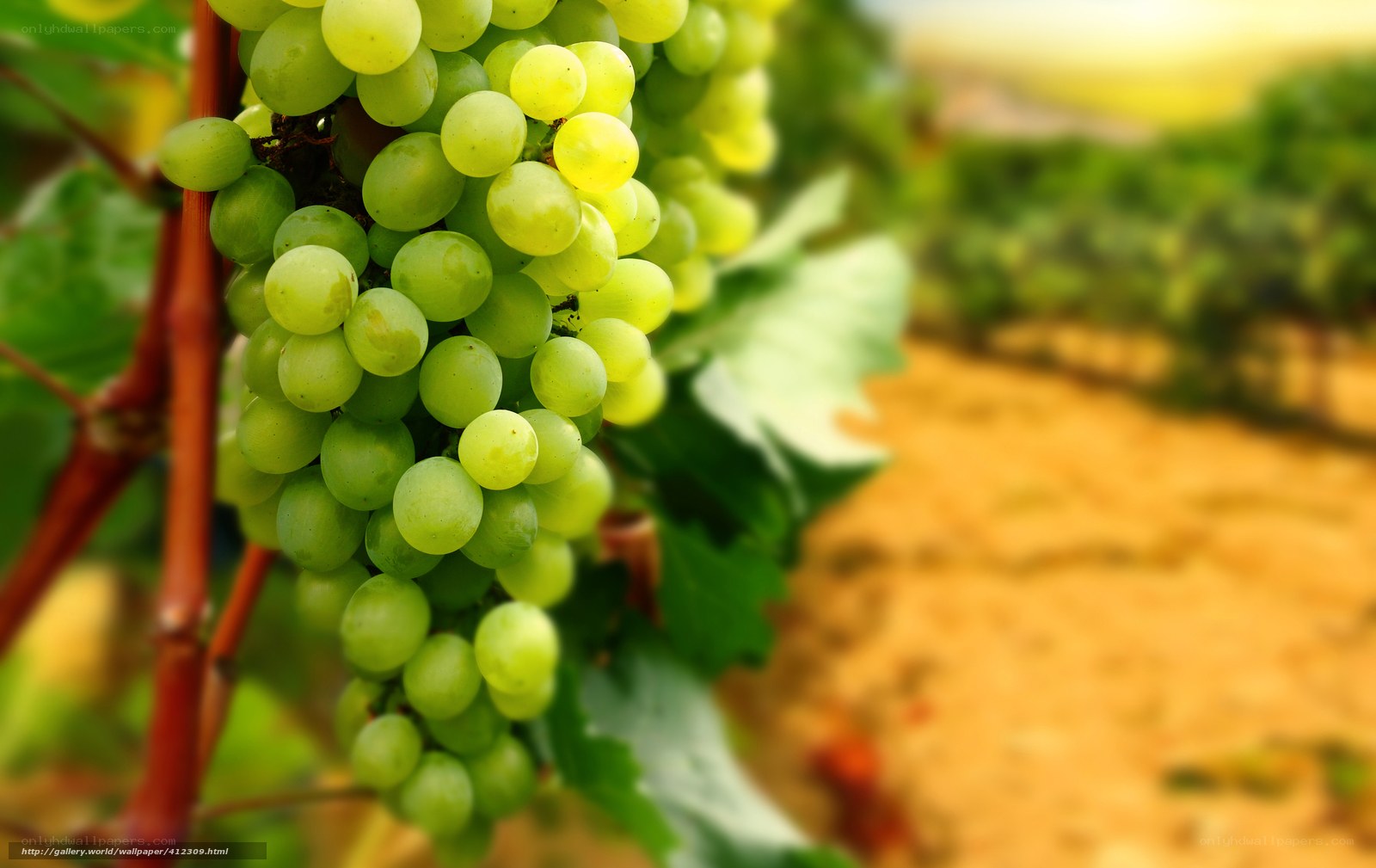 Green grapes in a vineyard