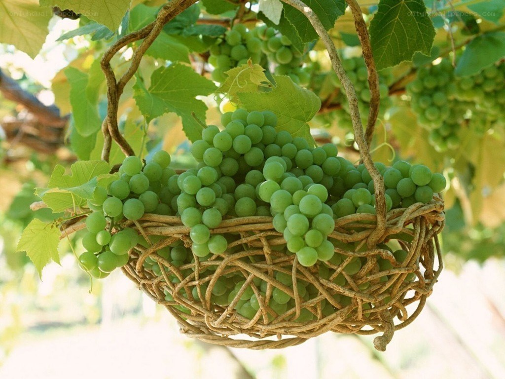 Green grapes in a wicker basket