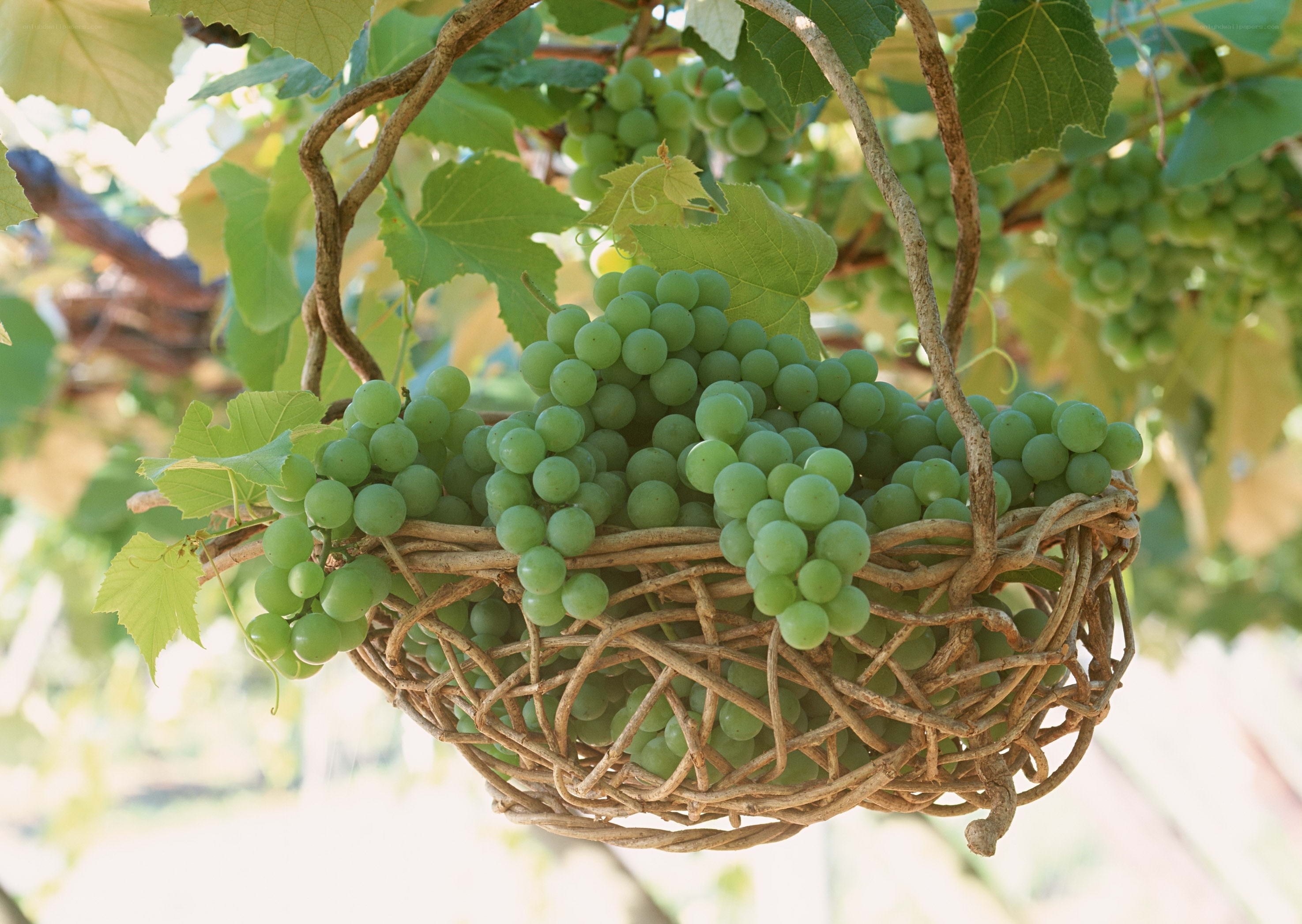 Green grapes in a wicker basket