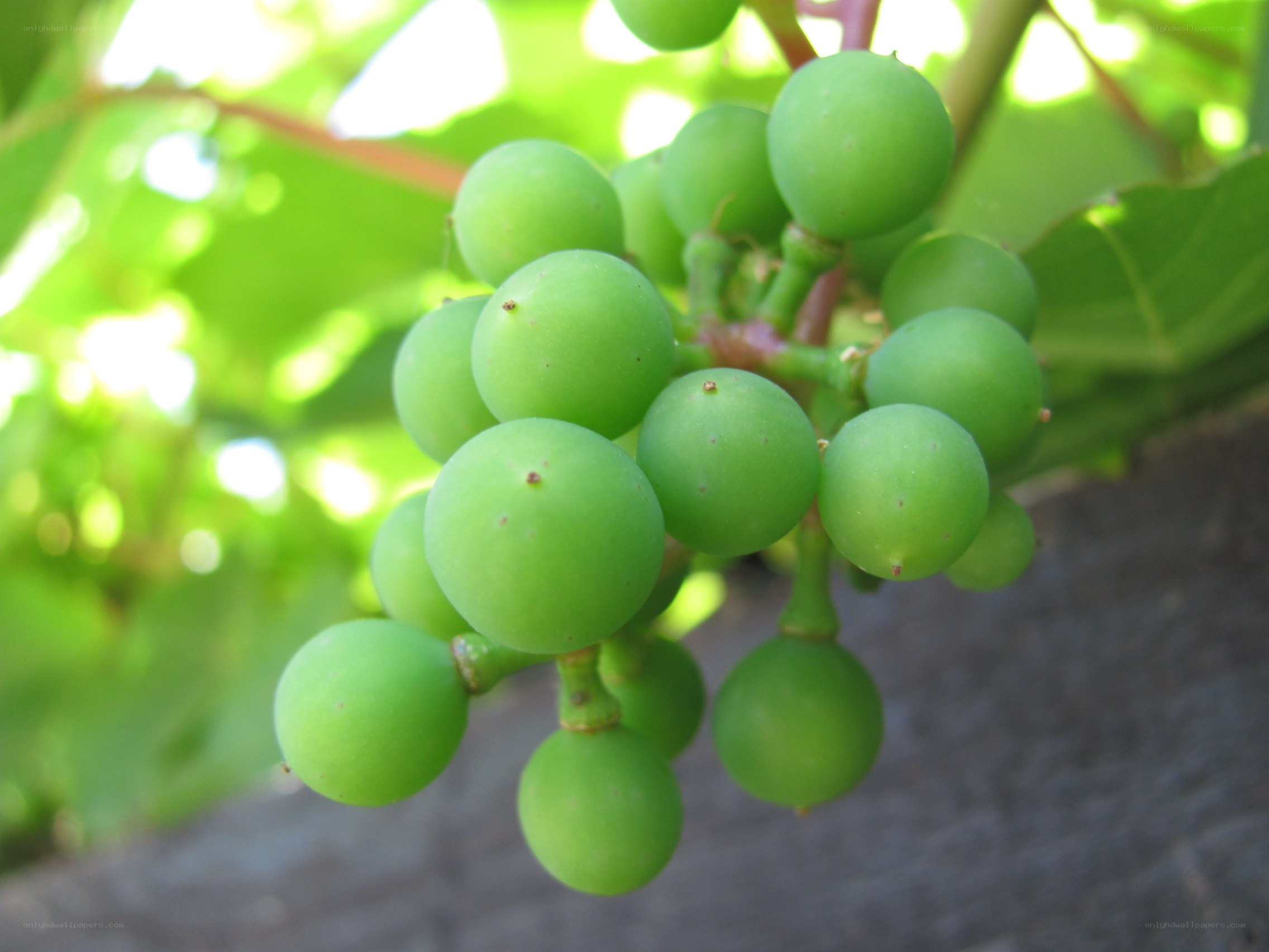 green grapes on a vine