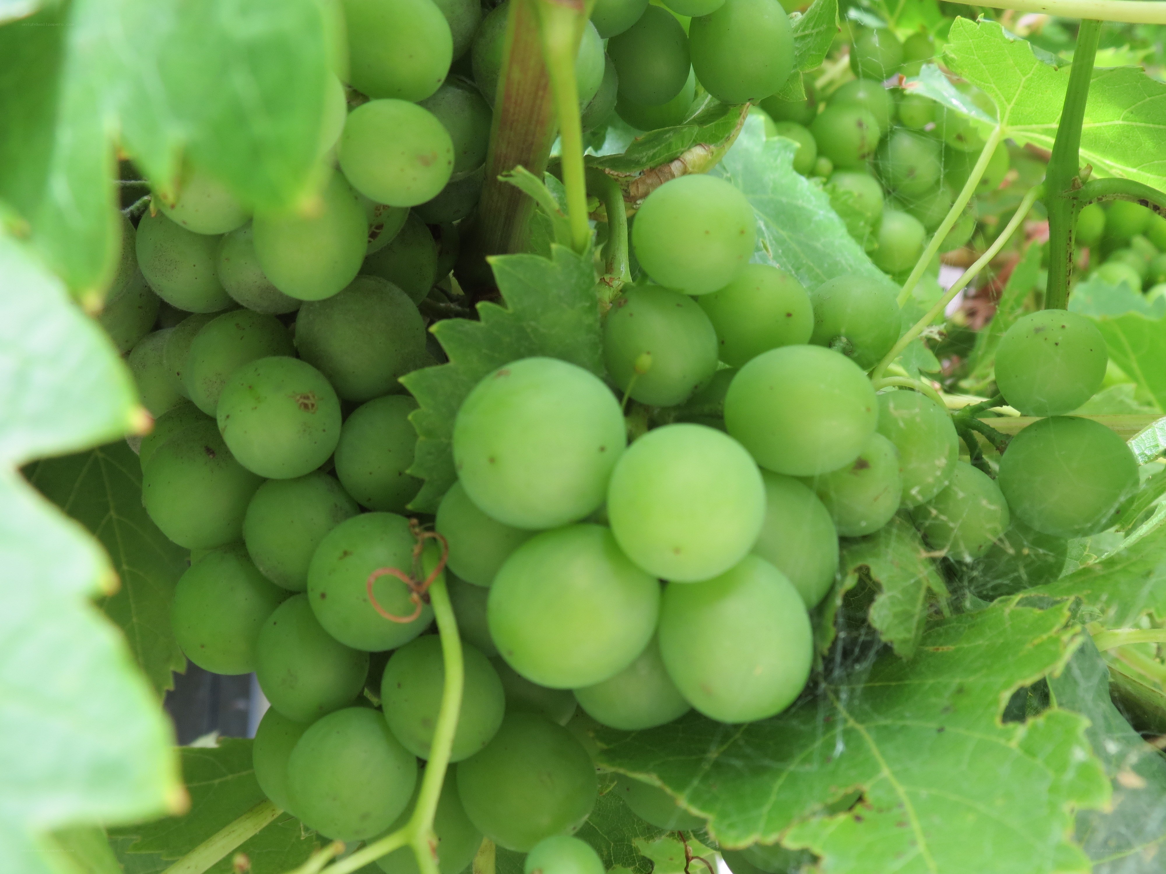 green grapes on a vine