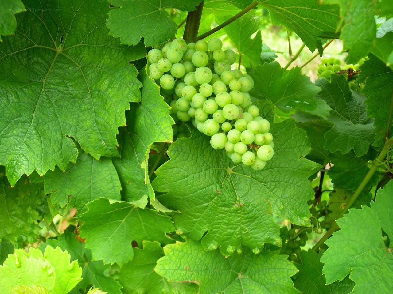 green grapes on a vine