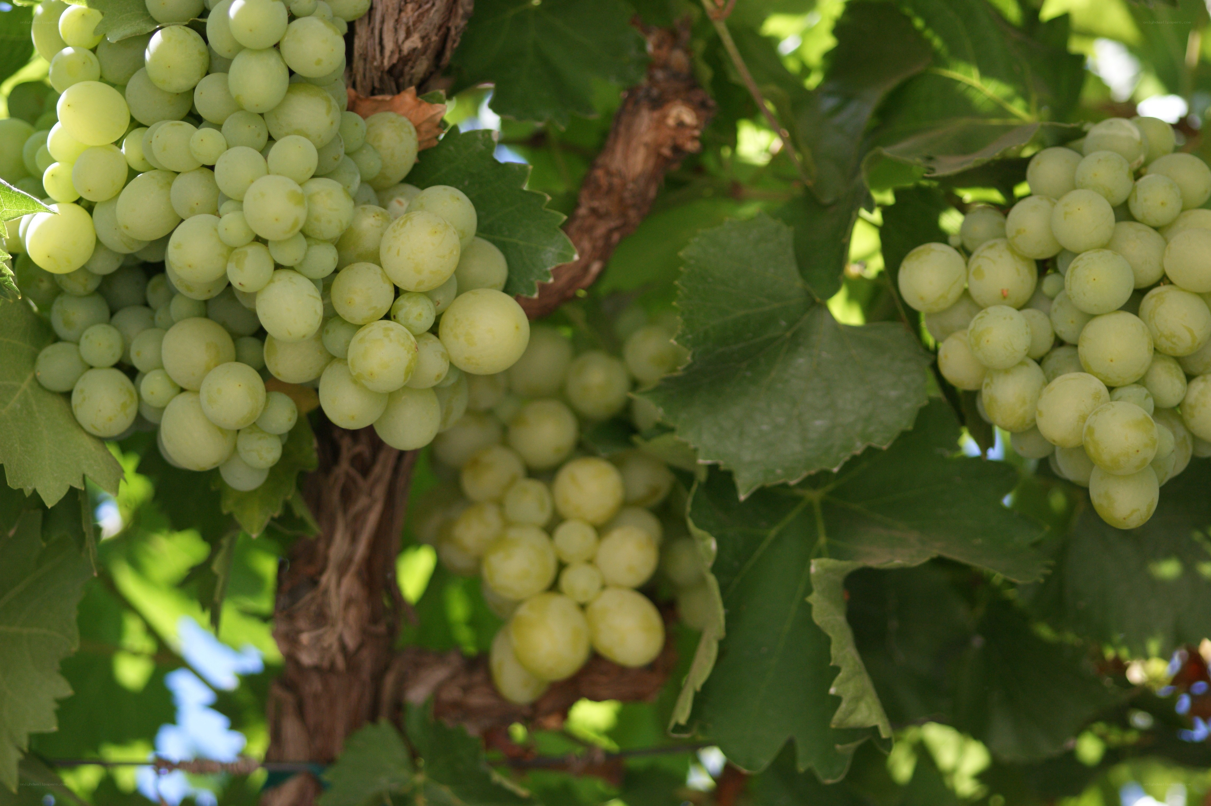 green grapes on a vine