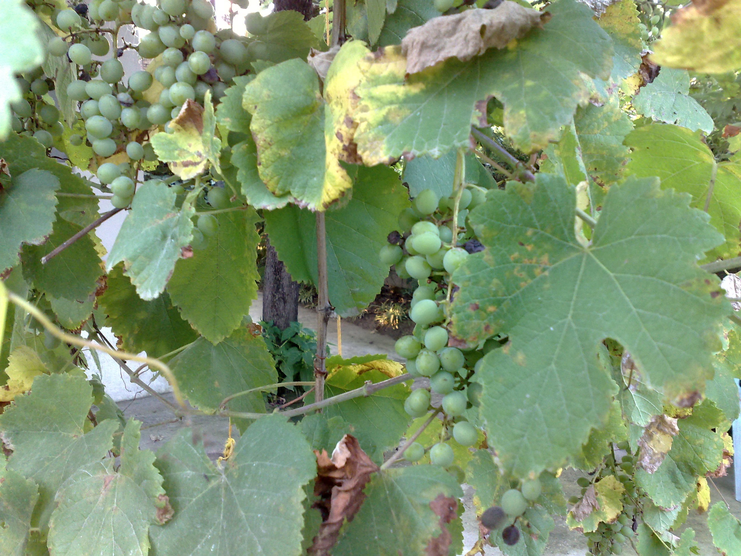 green grapes on a vine