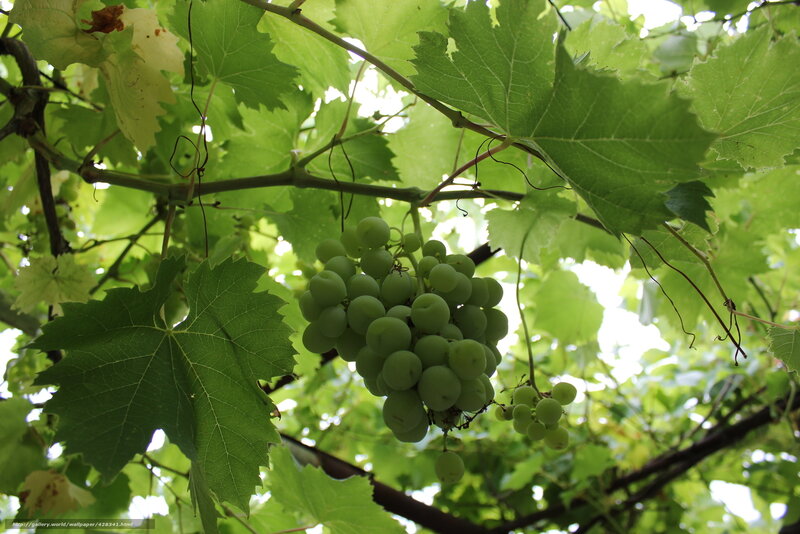 Green grapes on a vine