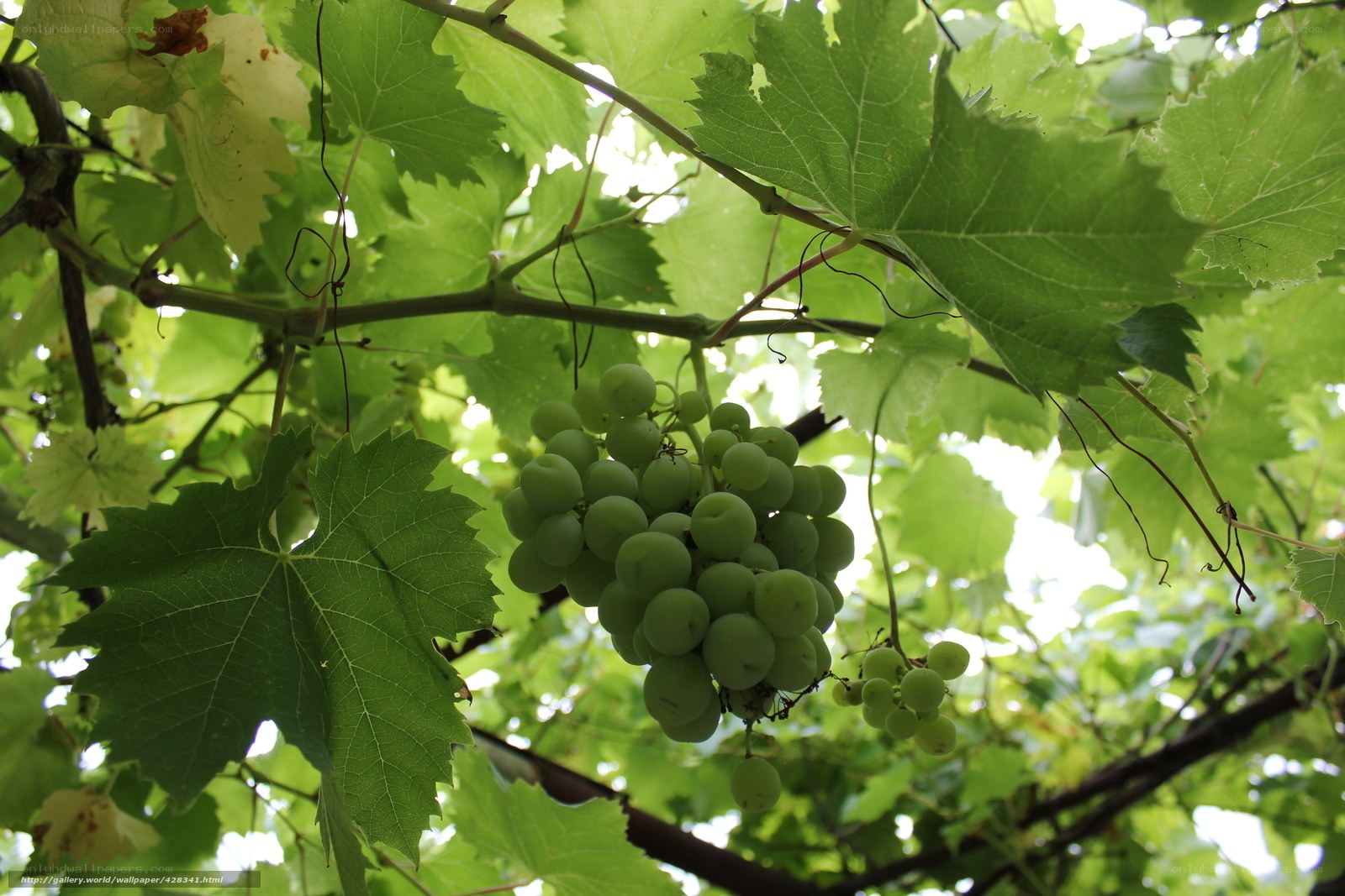 Green grapes on a vine