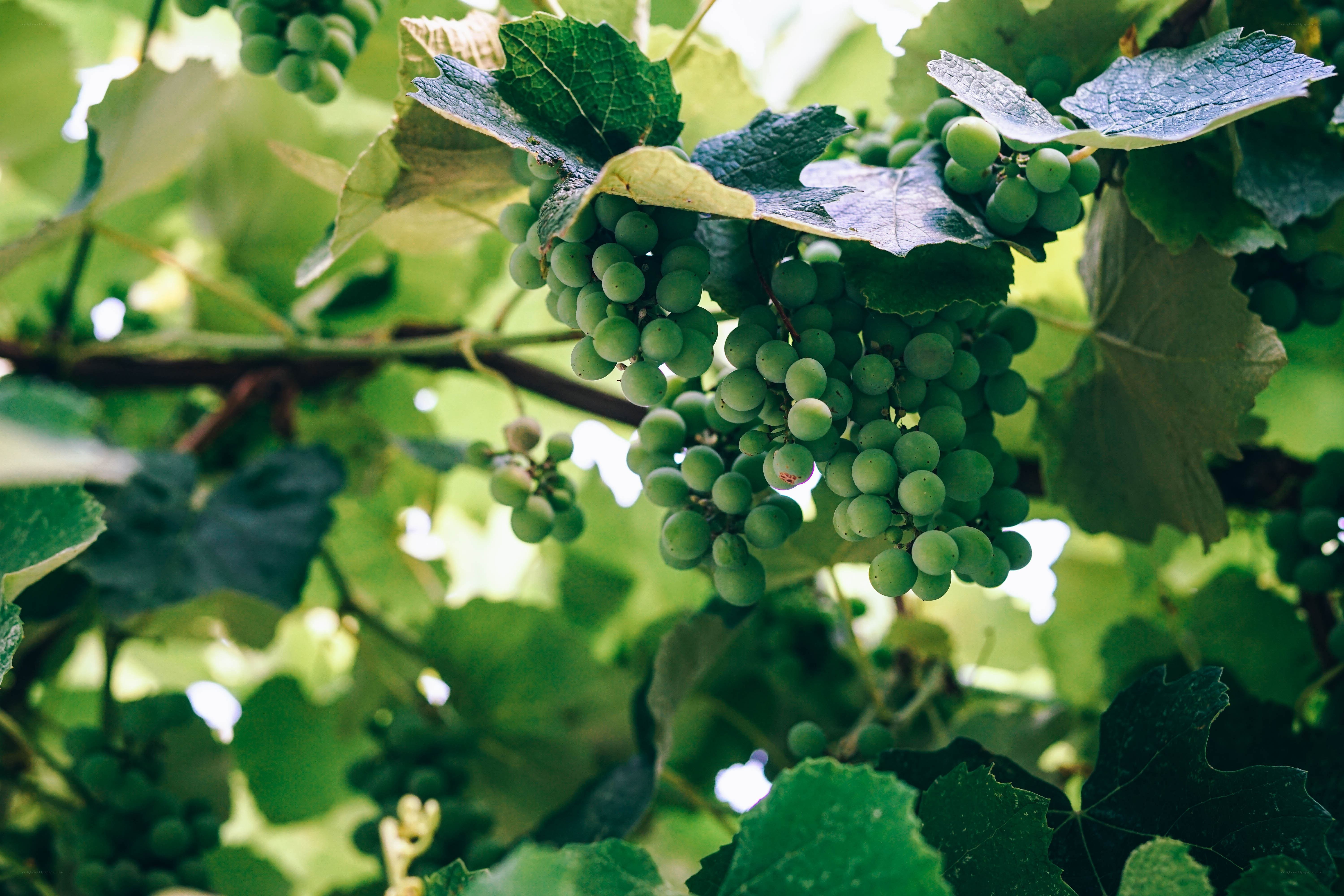 Green grapes on a vine