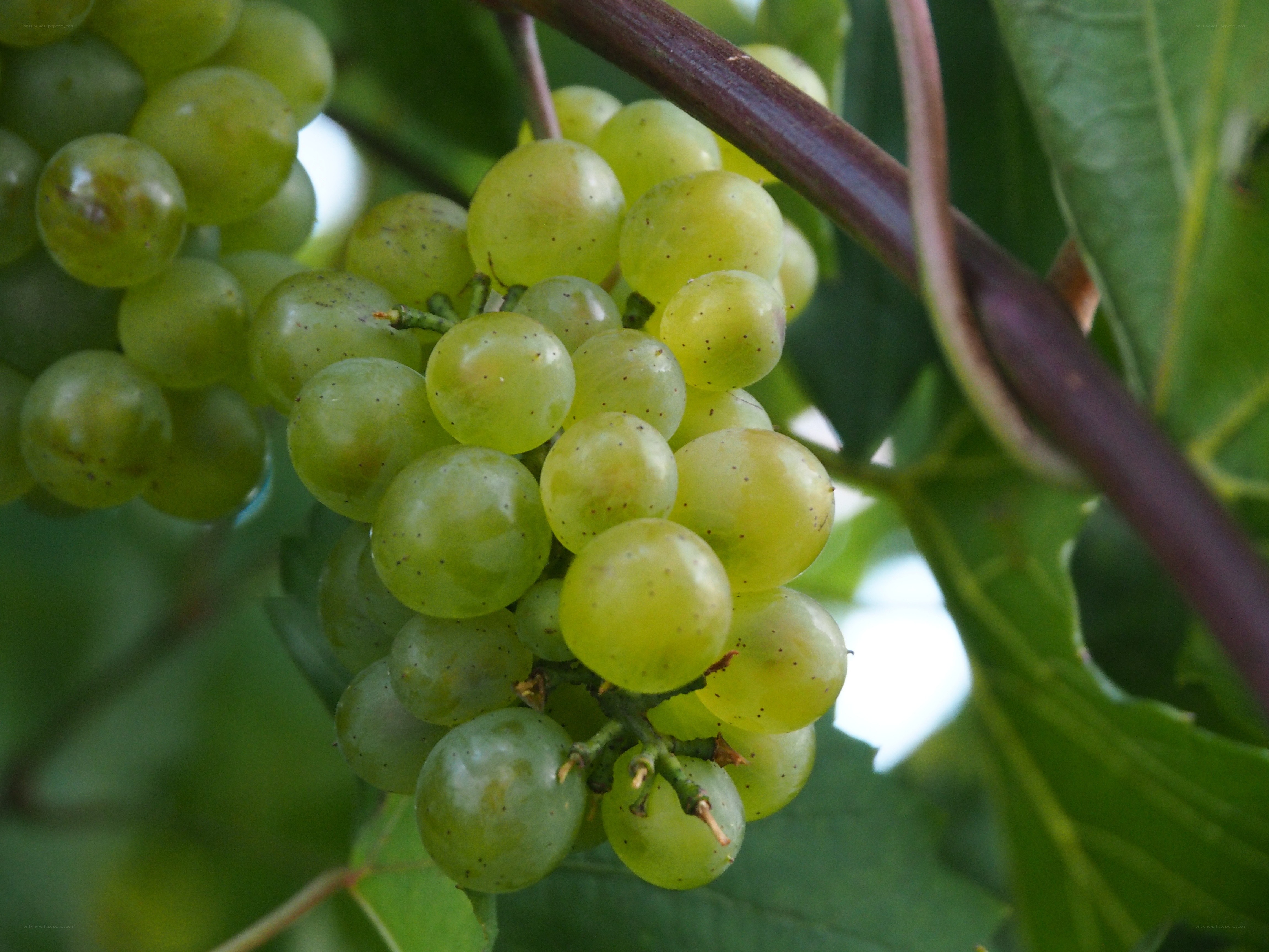 green grapes on a vine