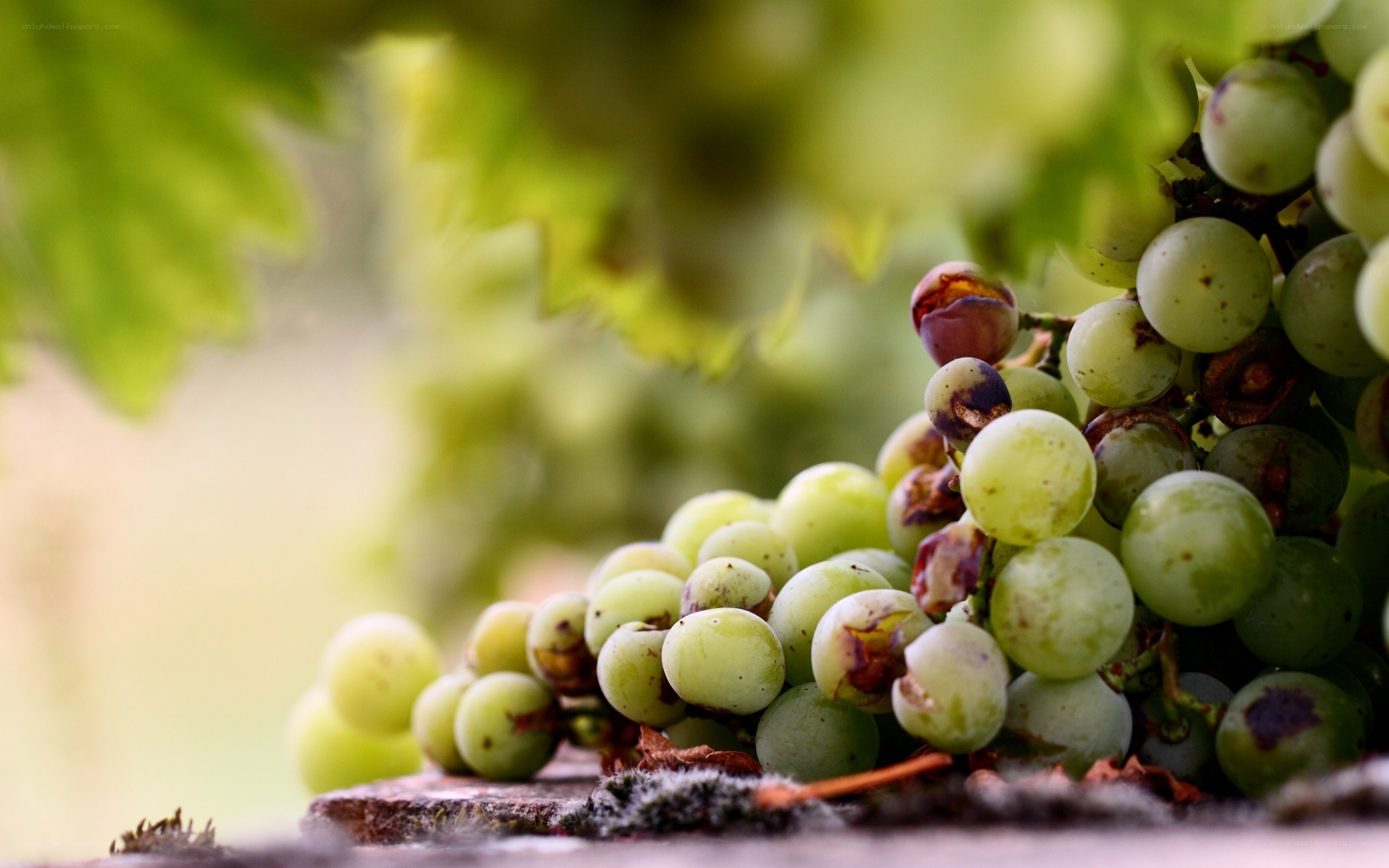 green grapes on a vine