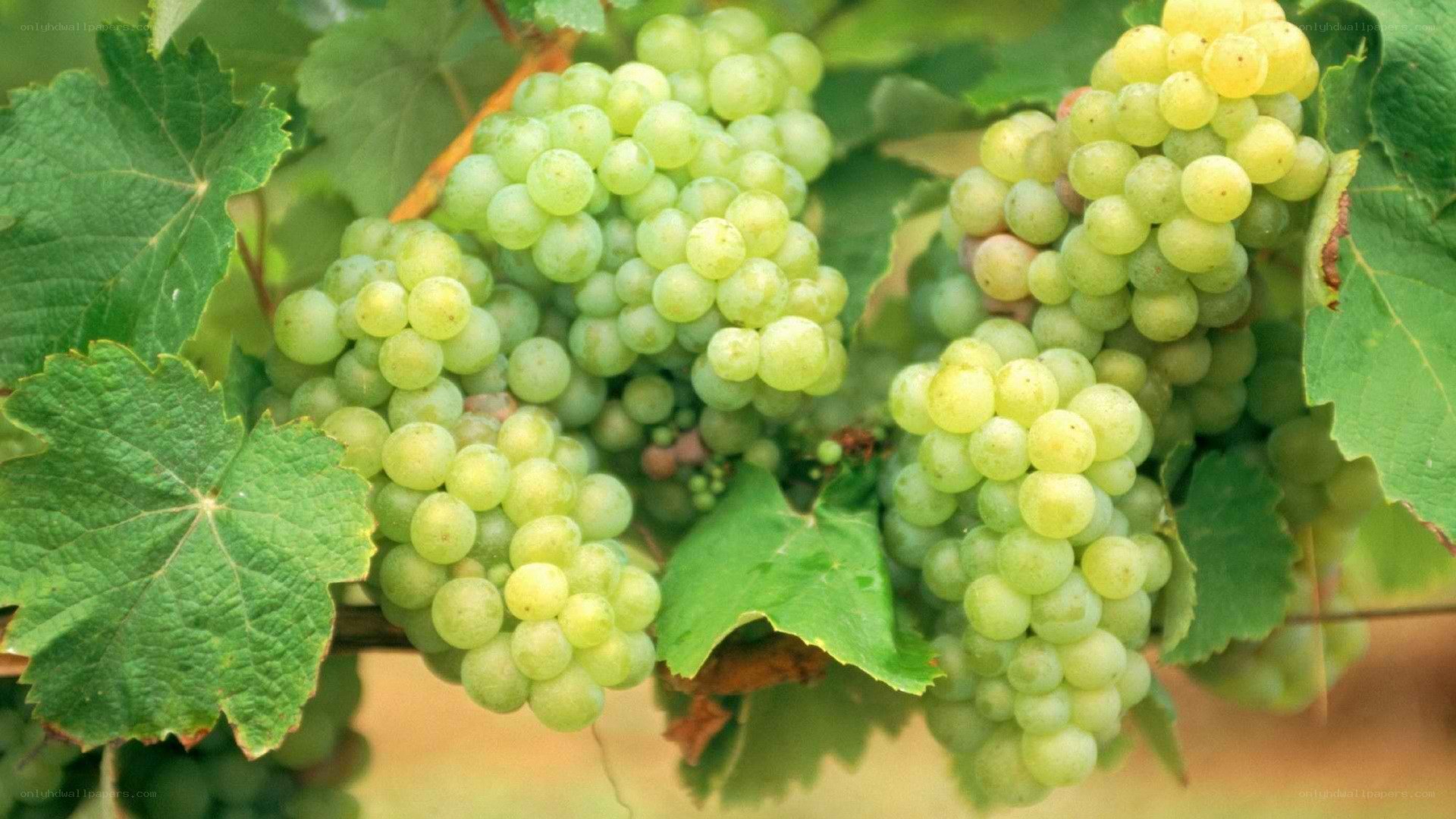 green grapes on a vine