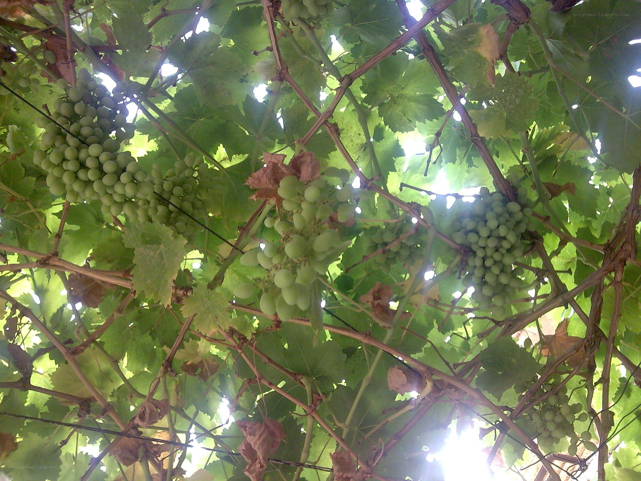 Green grapes on a vine