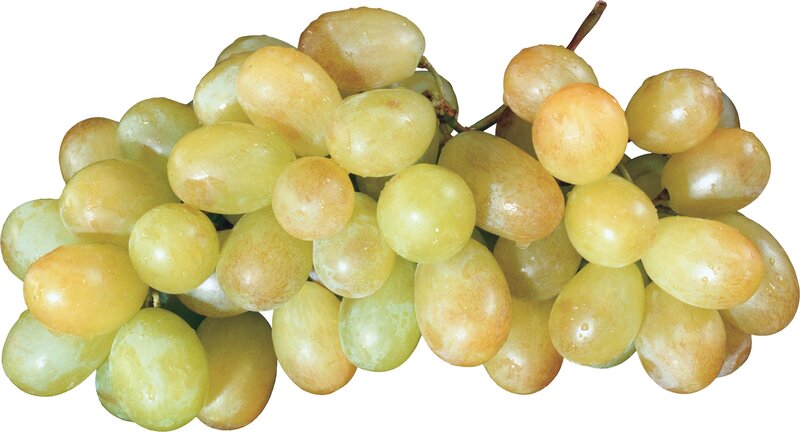 Green Grapes on a Vine — Yellow