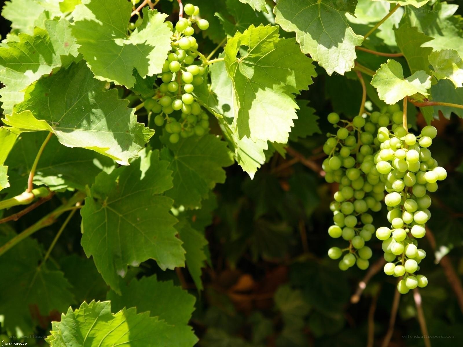 Green grapes on a vine